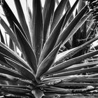 Agave in sw