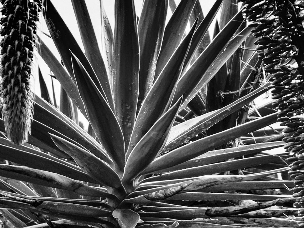 Agave in sw