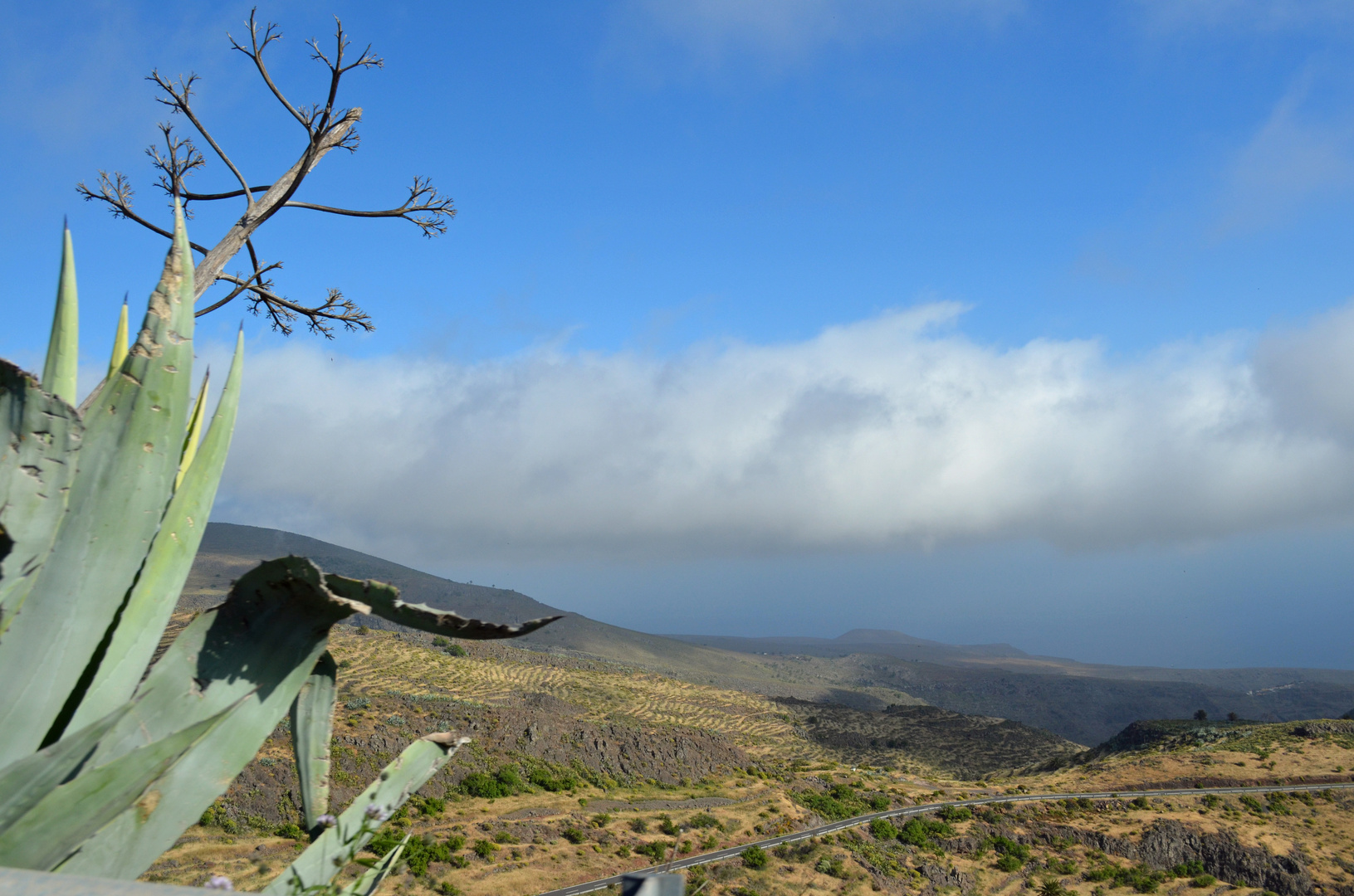 Agave mit Ausblick