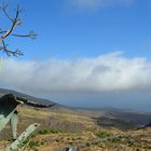 Agave mit Ausblick