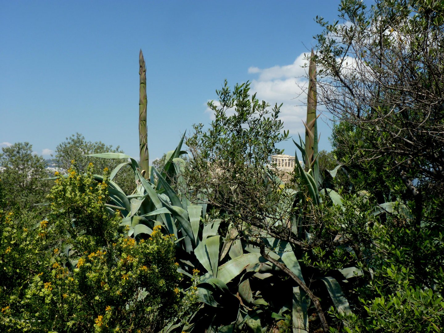 Agave mit Blüten