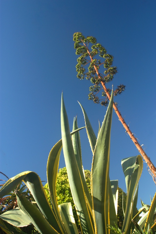 Agave mit Blütenstand