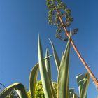 Agave mit Blütenstand