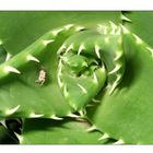 Agave mit Spinne