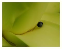 Agave mit Tau und Wacholderbeere