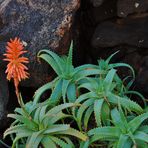 Agave (?) - nein, Aloe Vera