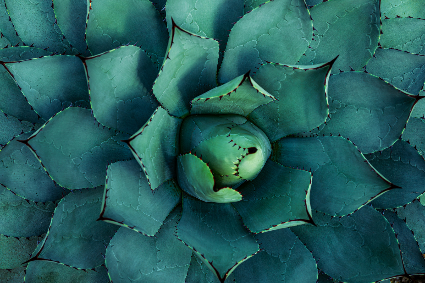 Agave parryi