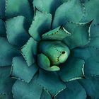 Agave parryi