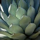 agave parryi