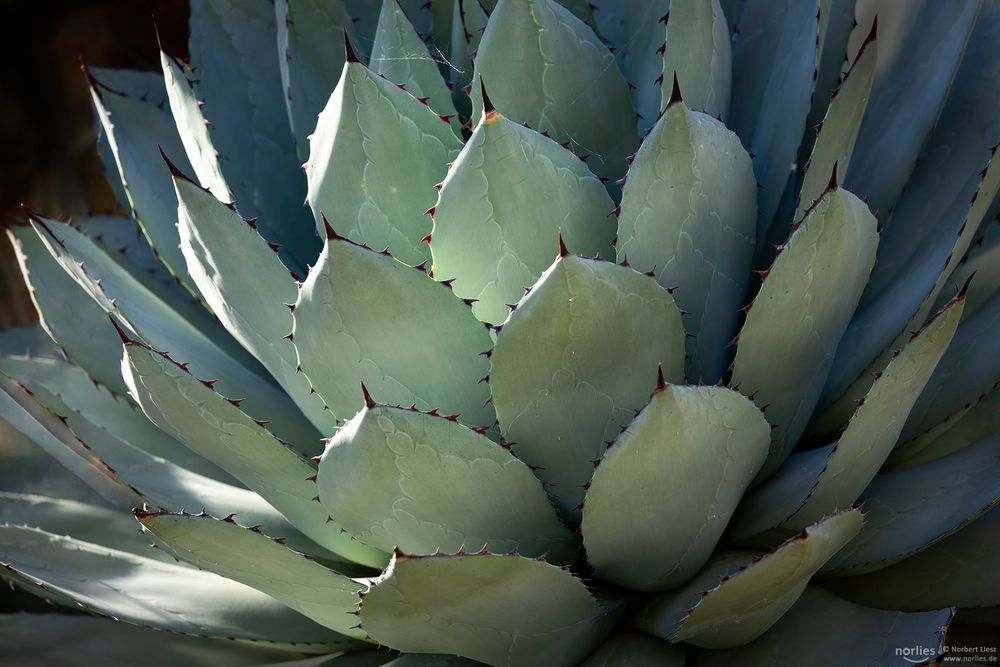 agave parryi