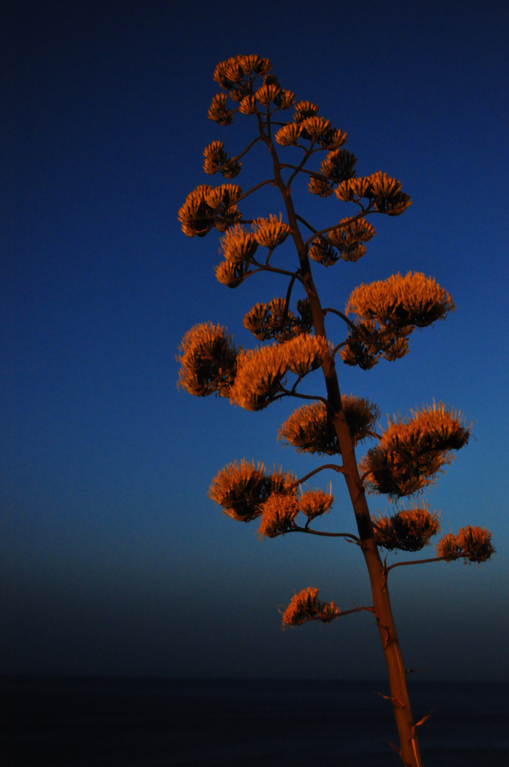 Agave Sizilien