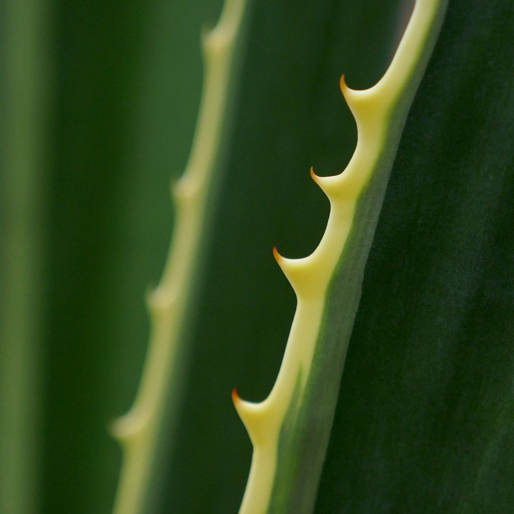 Agave - stachelig