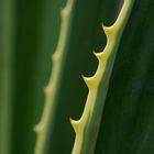 Agave - stachelig