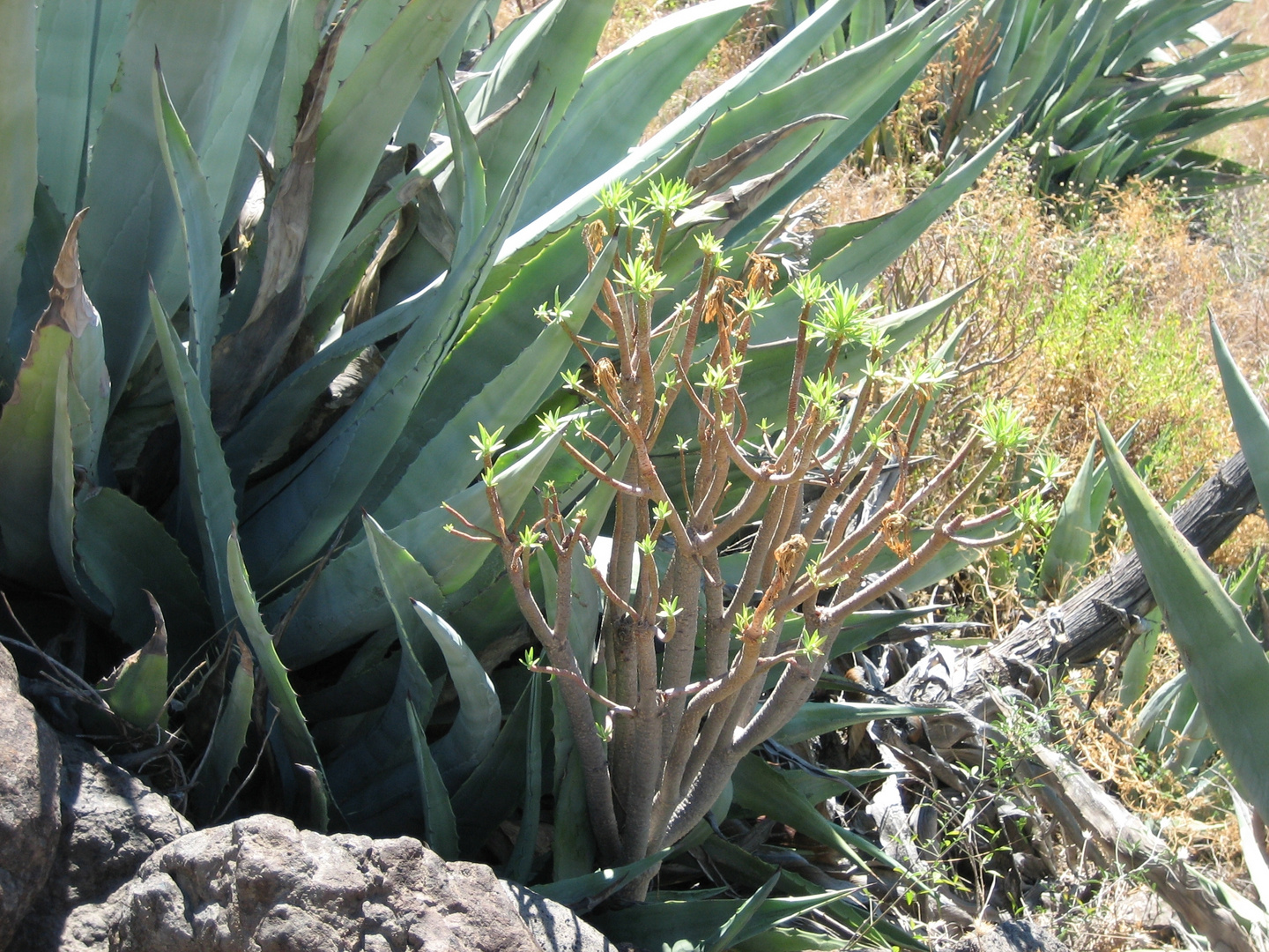 Agave & Sukkulente