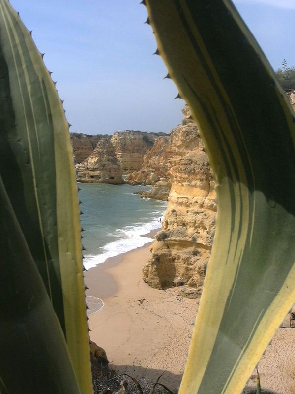 Agave und Algarve