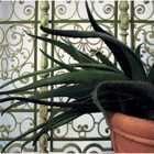 Agave und Jugendstil