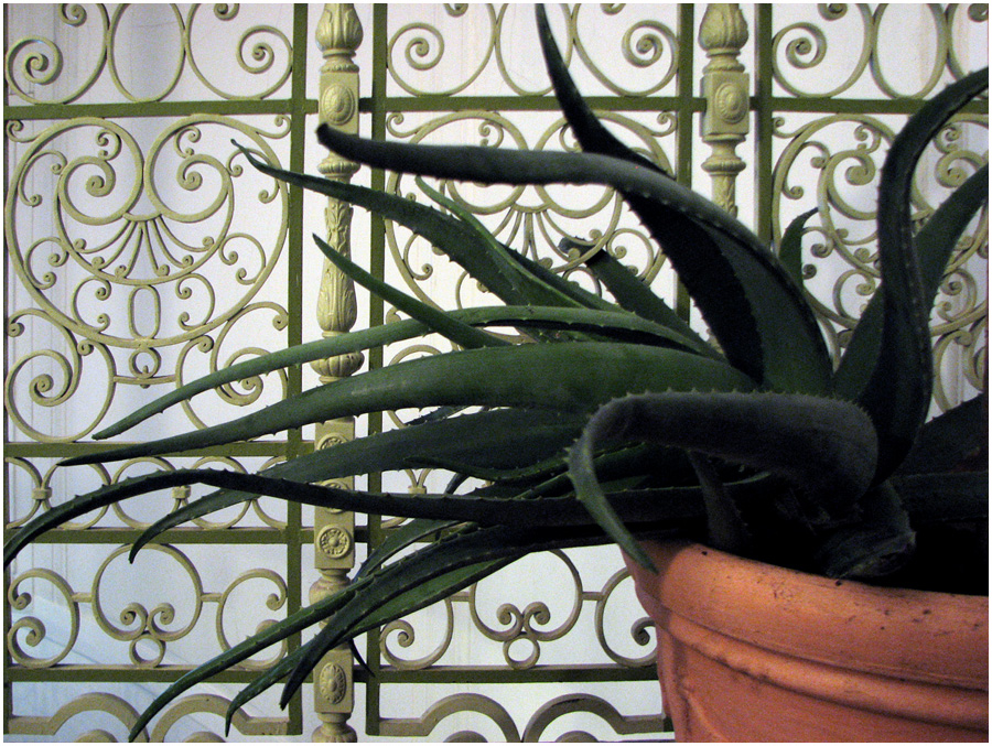 Agave und Jugendstil