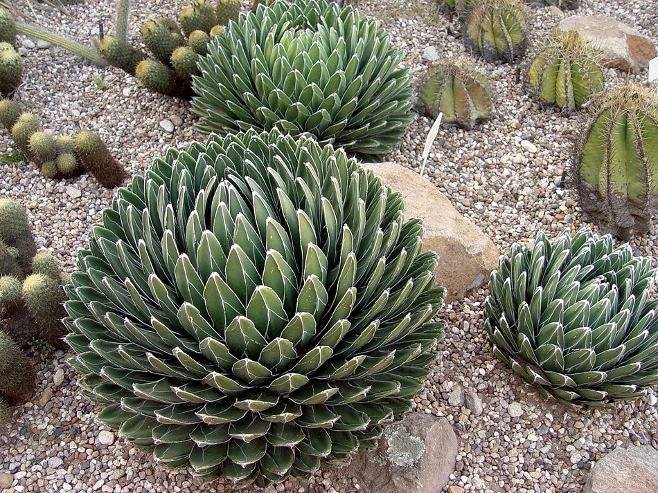 Agave victoria-reginae