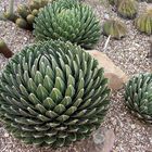 Agave victoria-reginae