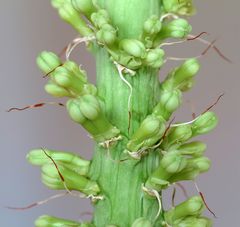 Agave victoria-reginae