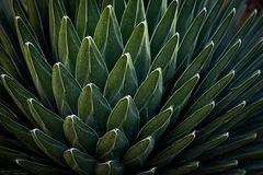 Agave victoriae-reginae