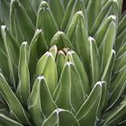 Agave victoriae-reginae