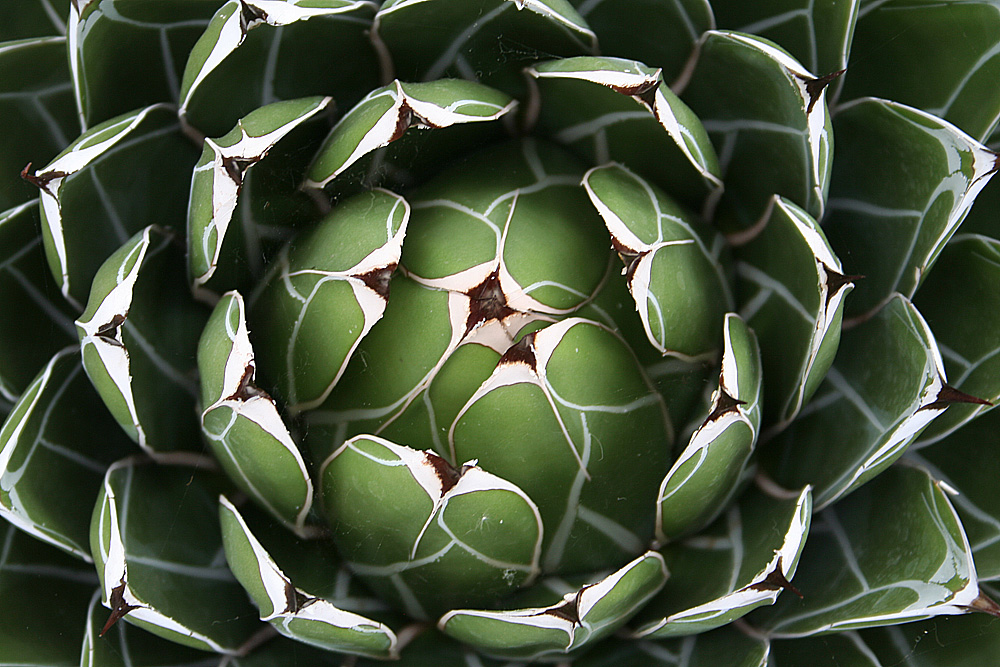 Agave victoriae-reginae