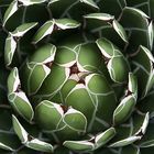 Agave victoriae-reginae