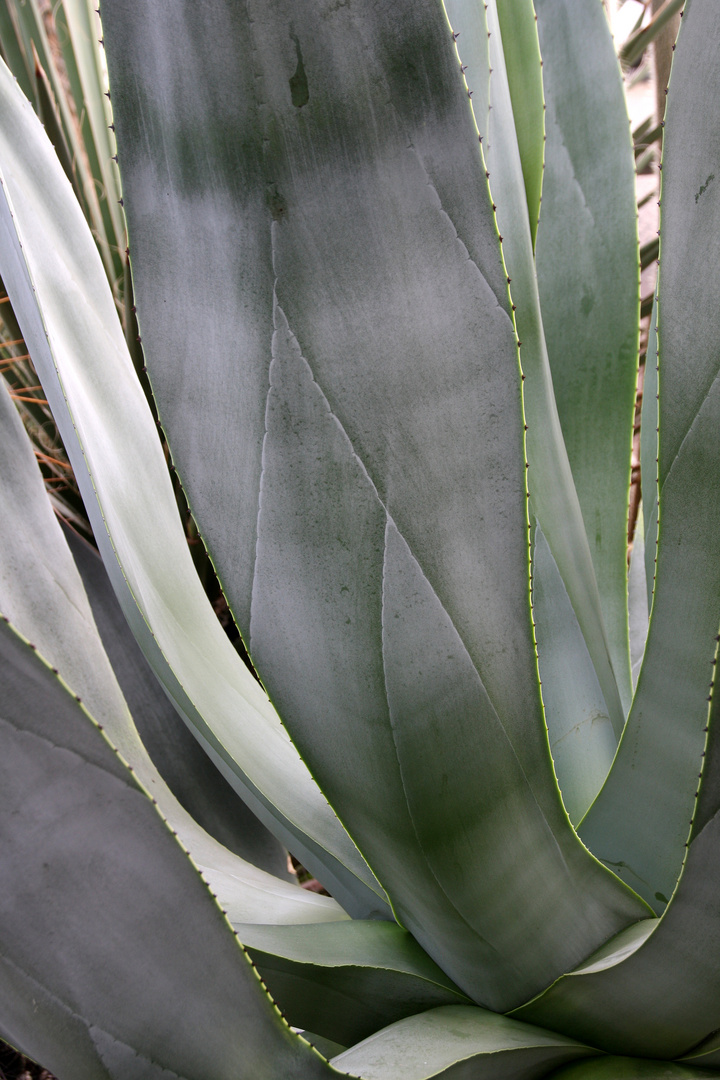 Agave wercklei