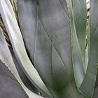 Agave wercklei