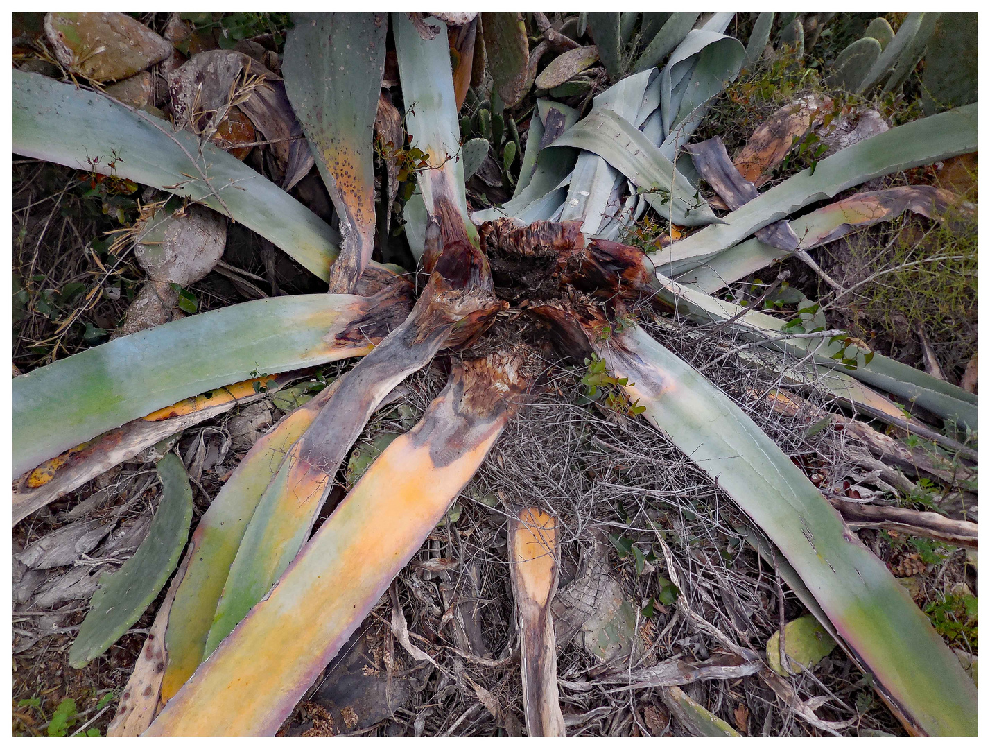 Agave, Zst. nach Rüsselkäferbefall