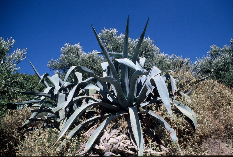 Agave zwischen Oliven