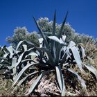 Agave zwischen Oliven