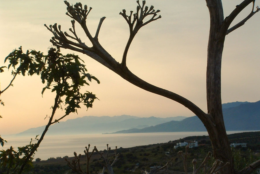 Agaven mit Ausblick