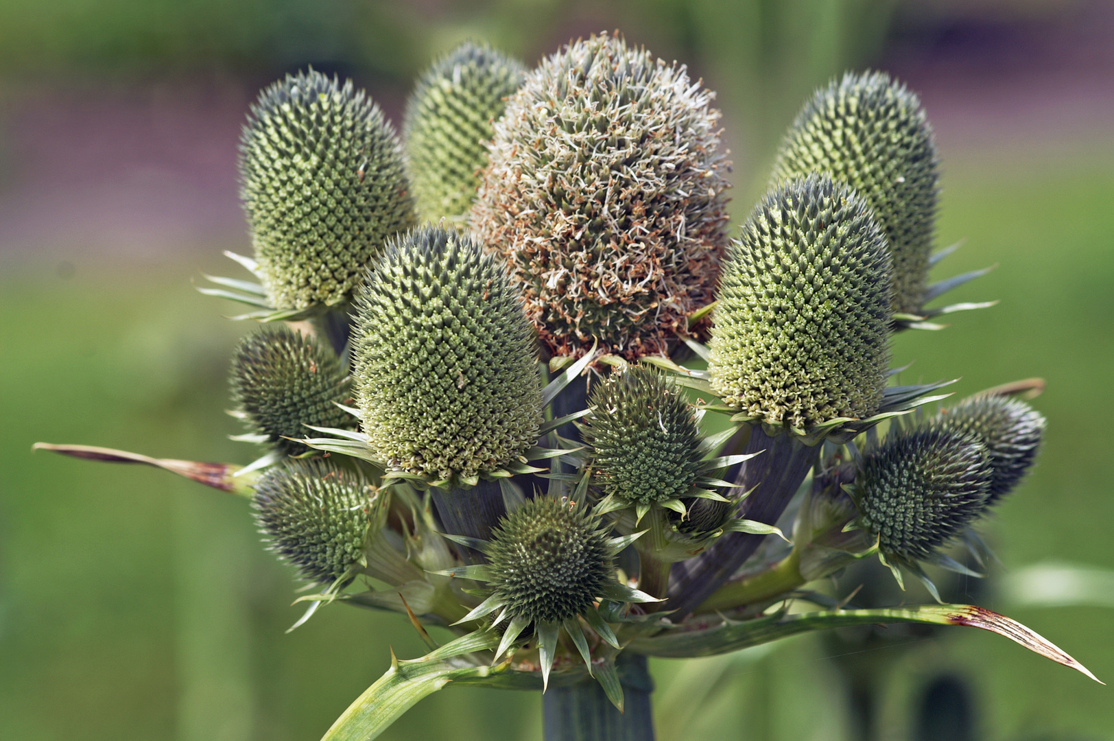 Agavenblättrige Mannstreu ( Eryngium agavifolium )