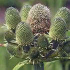 Agavenblättrige Mannstreu ( Eryngium agavifolium )