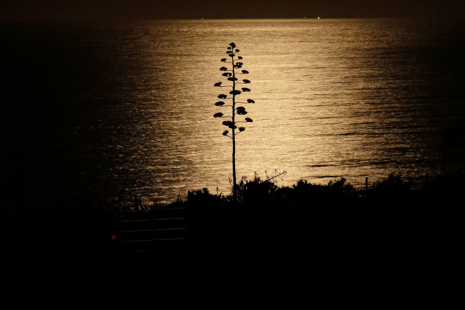 Agavenblüte im Mondlicht