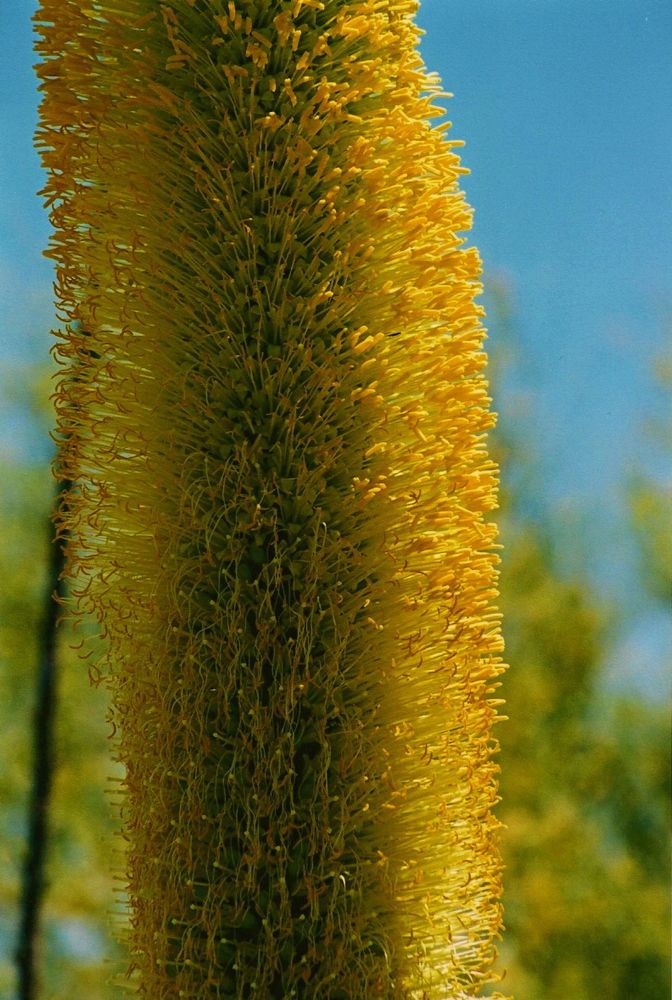 Agavenblüte in der Wüste von Arizona