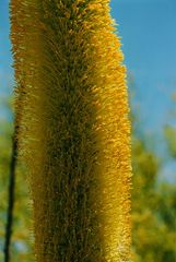 Agavenblüte in der Wüste von Arizona