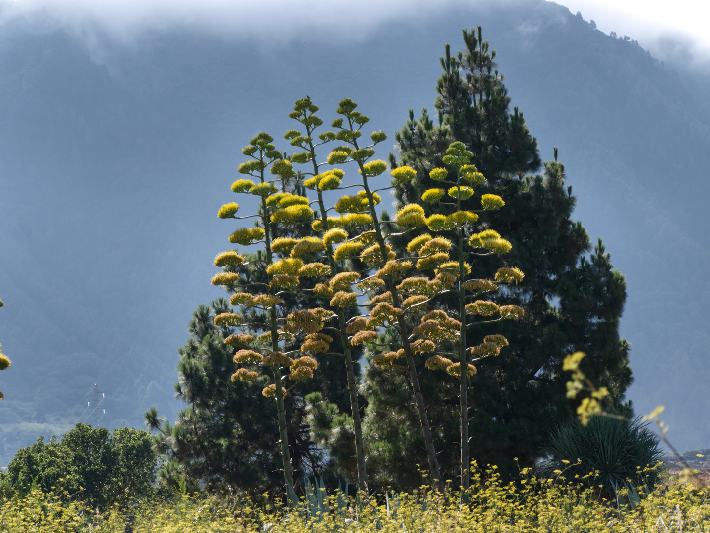 Agavenblüten