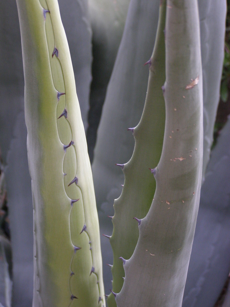 Agaves