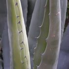 Agaves