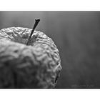 Aged Apple