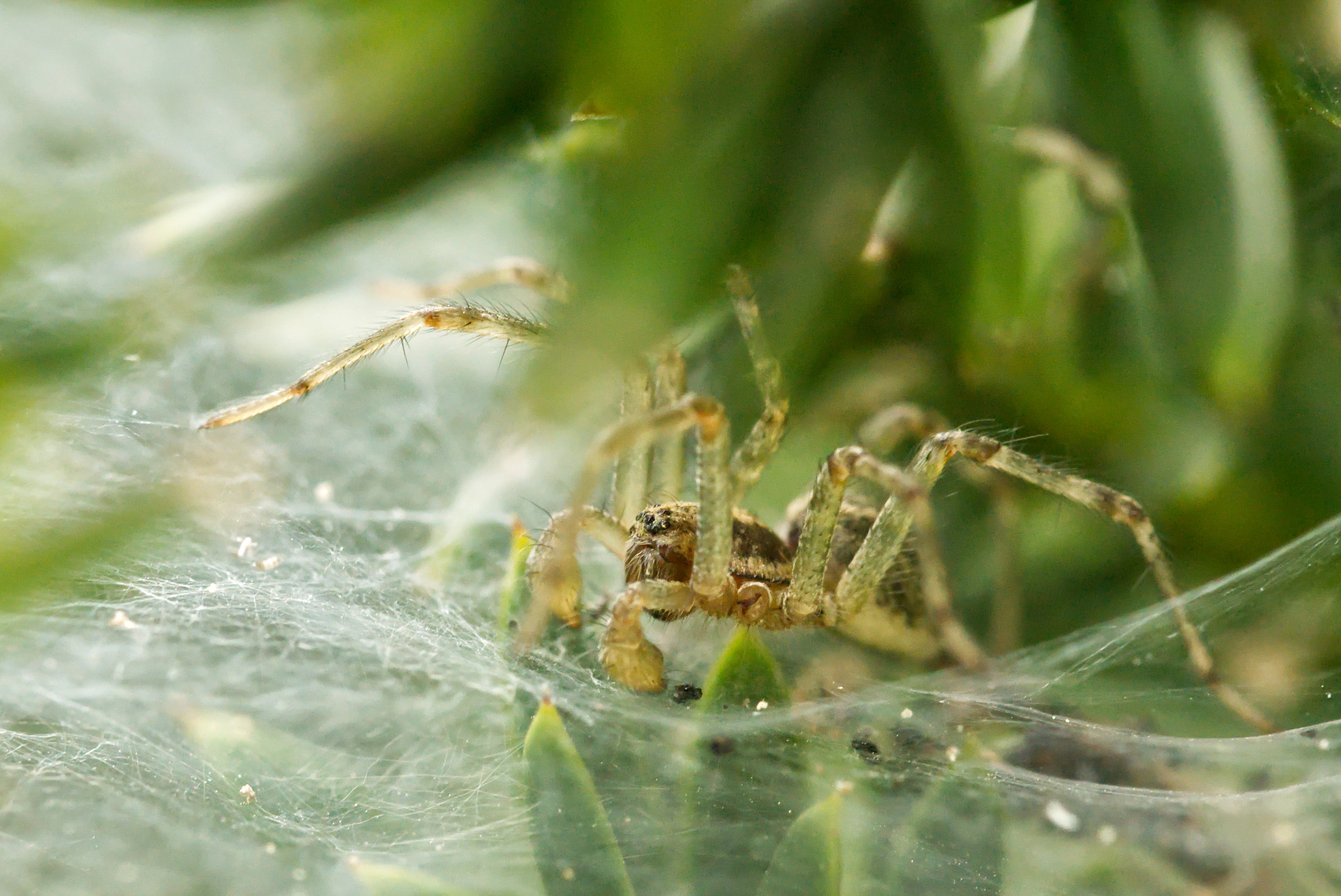 Agelena labyrinthica