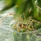 Agelena labyrinthica