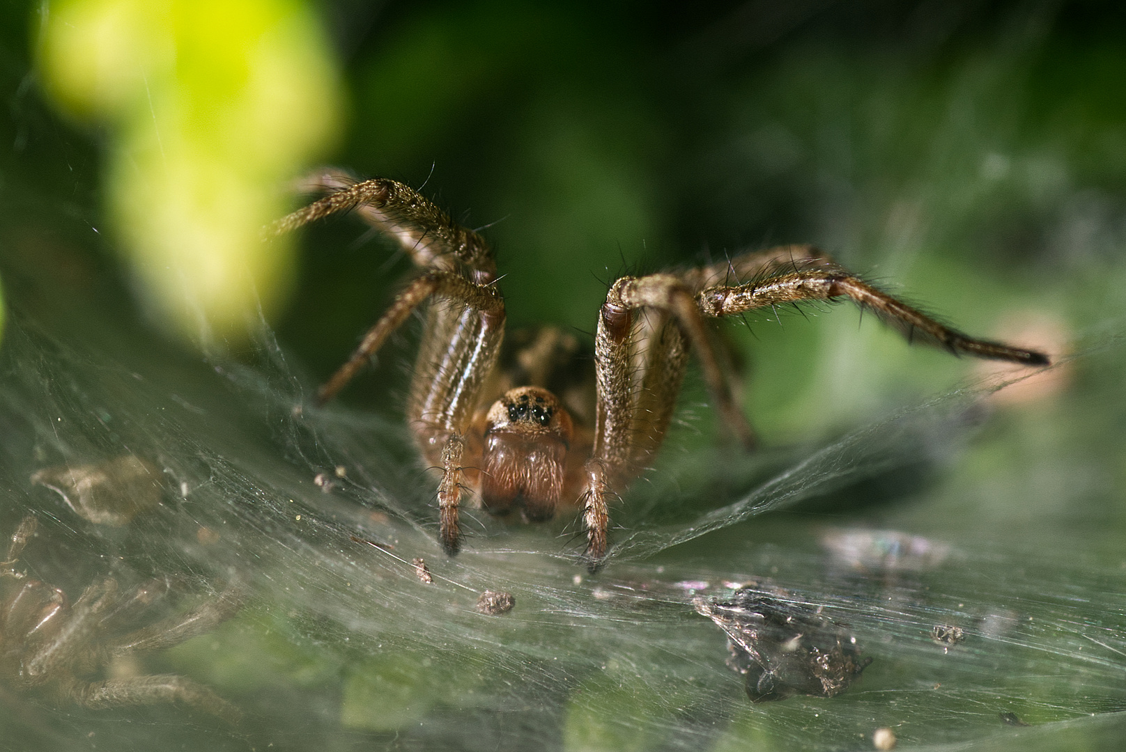 Agelena labyrinthica Foto & Bild tiere, wildlife, spinnen Bilder auf