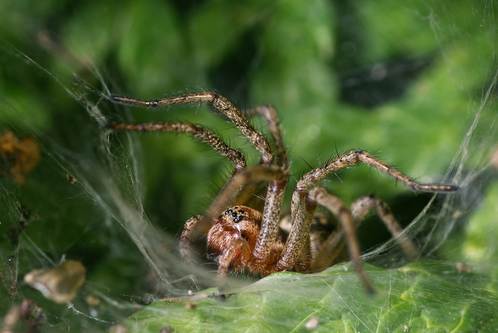 Agelena labyrinthica Foto & Bild tiere, wildlife, spinnen Bilder auf