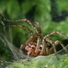 Agelena labyrinthica