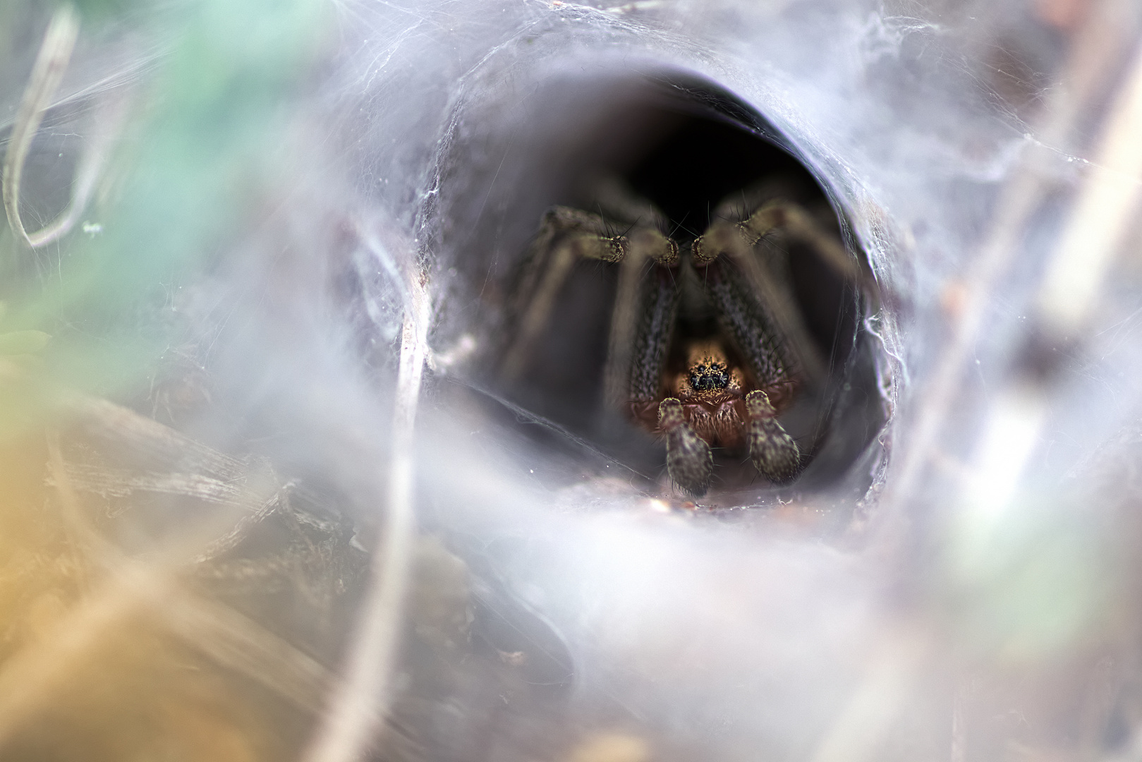 Agelena labyrinthica