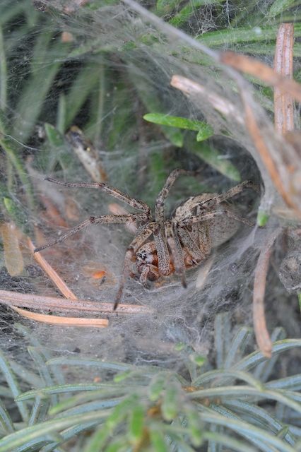 Agelena labyrinthica